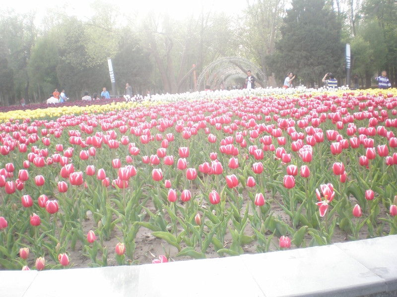 郁金香花开万朵图片,郁金香花开惹人醉