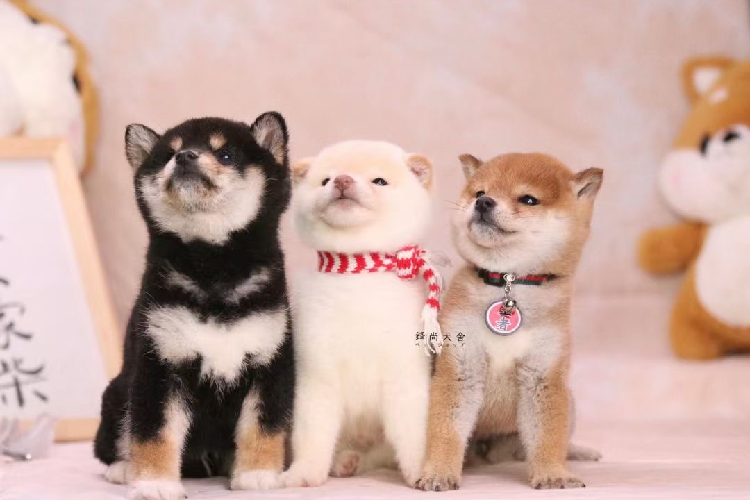 黑柴犬和柯基哪个贵些,黑柴犬与黄柴犬的区别