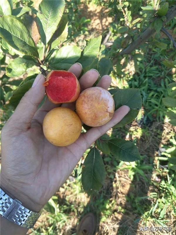 李子苗新品种恐龙蛋,恐龙蛋李子树苗适合湘南种植吗