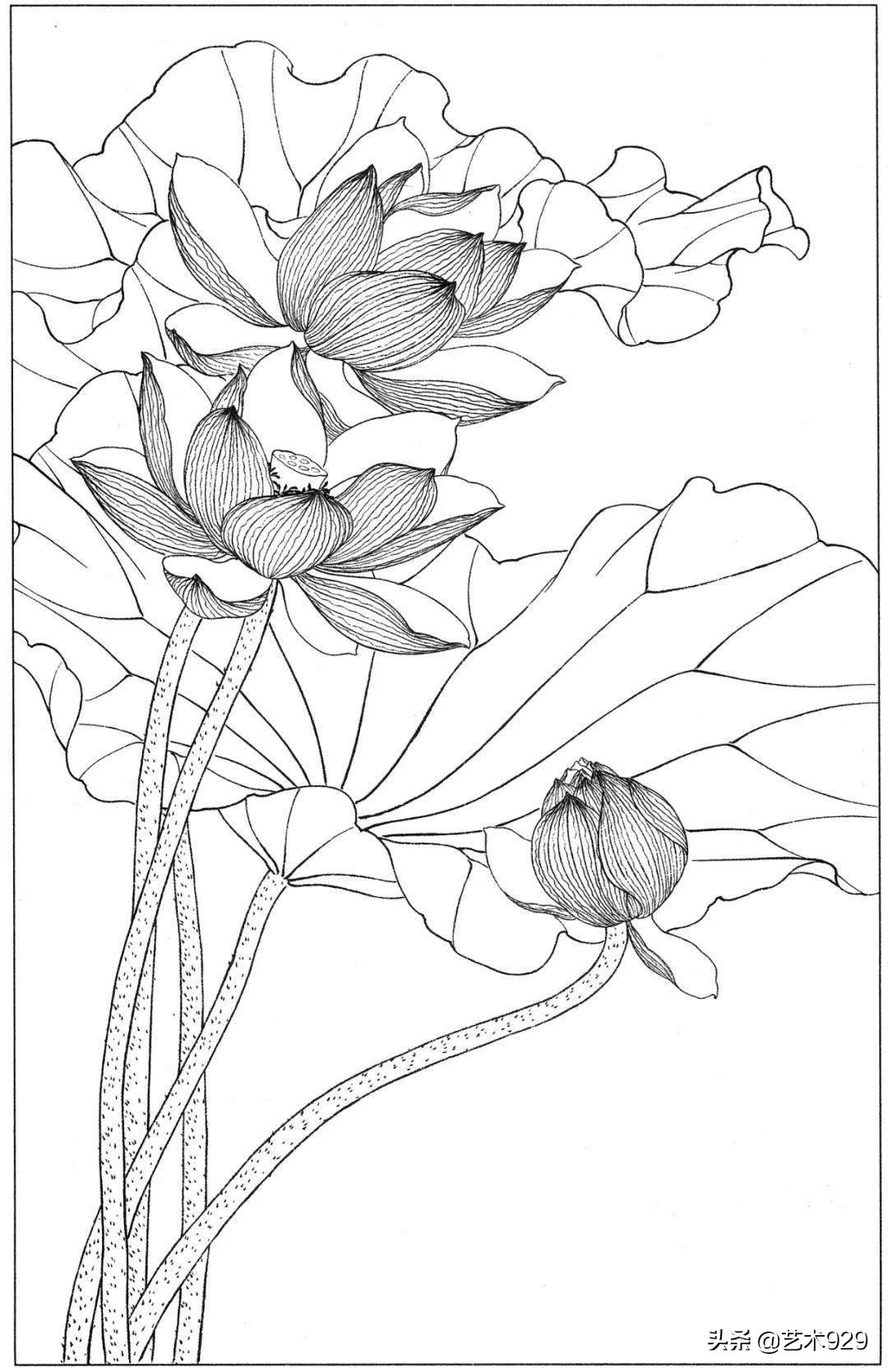 余稚荷花蜻蜓图高清白描底稿,白描荷花勾线方法讲解视频