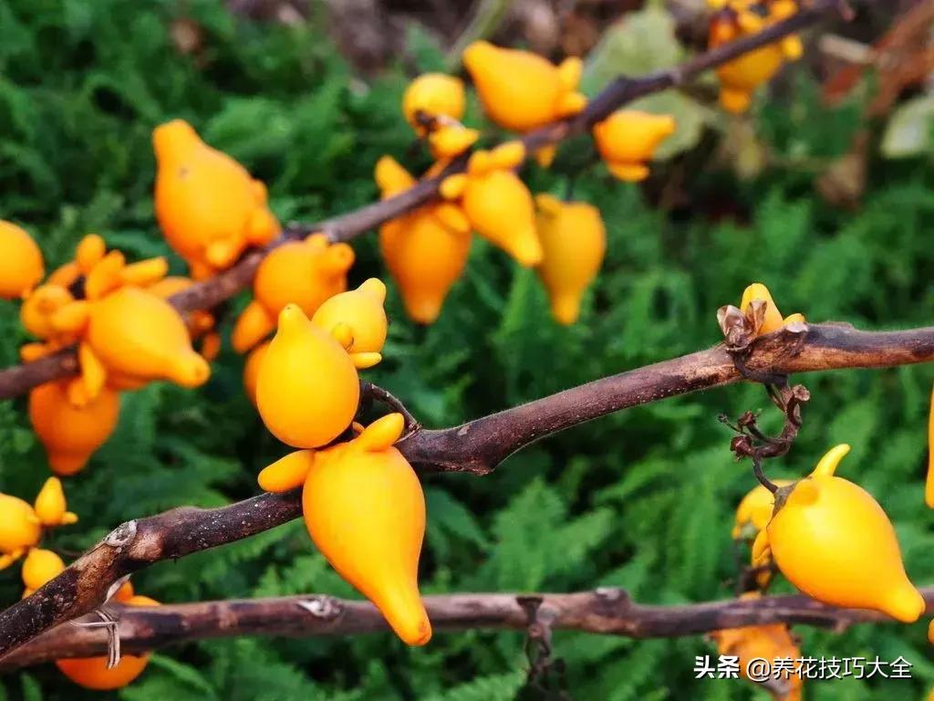 五行缺金养什么花,什么花风水命理最旺人养