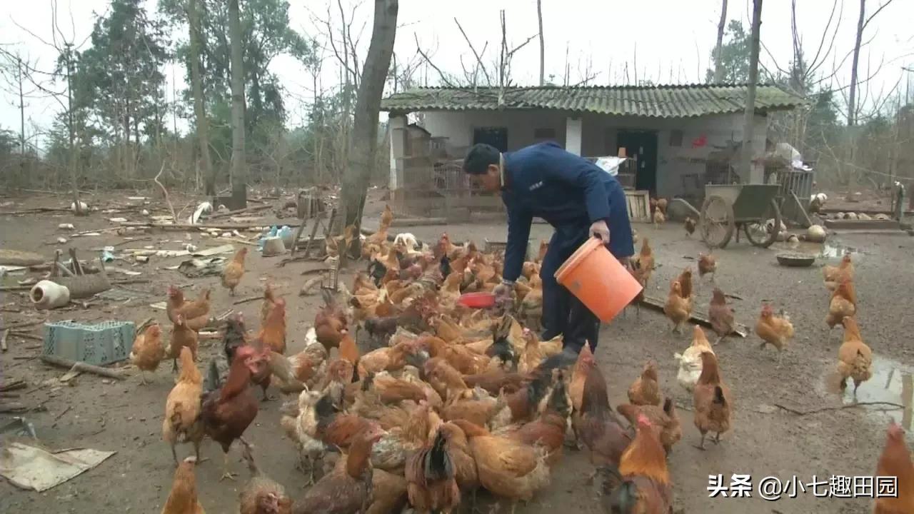 树林养鸡一年可以挣多少钱,70亩树林养鸡利润