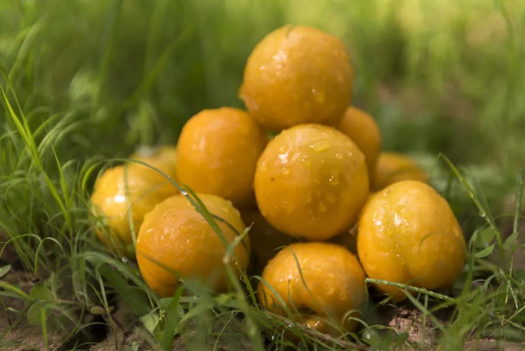 敦煌李广杏子熟了,敦煌李广杏甜度