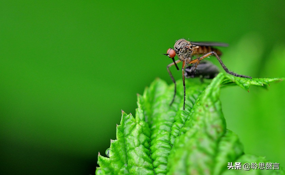 蚊子诗精选三十六首莫恨我心儿毒，只因你口儿馋
