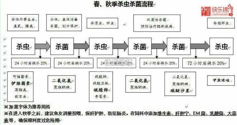 鱼缸养锦鲤鱼的方法和技巧,鱼缸新手养锦鲤鱼的正确方法