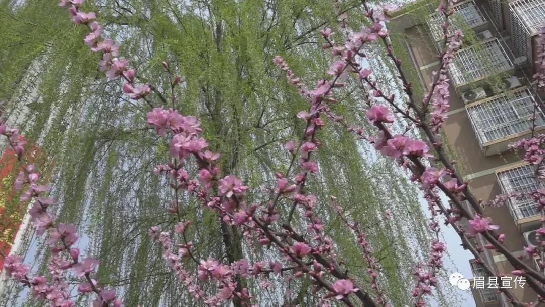 眉县花开的地方,眉县槐芽镇踏青赏花