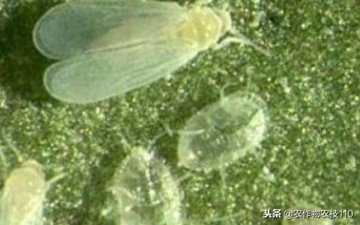 2021年温室大棚甜瓜种植技术,最好的大棚甜瓜种植方法