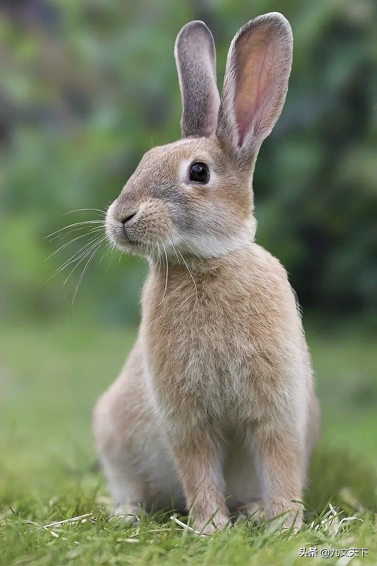 家兔冬养冬繁技术,养兔怎样挑种兔