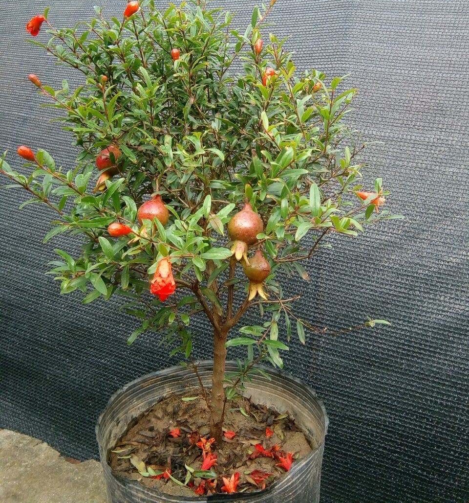 怎么养护石榴盆栽才能开花结果,石榴盆栽造型和养护方法图片