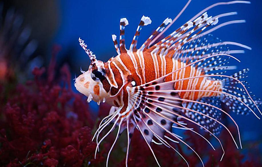 8千米深海,8千米深海野生鱼