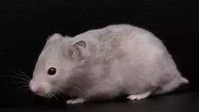 仓鼠的种类习性详细介绍,仓鼠有哪些亚种种类