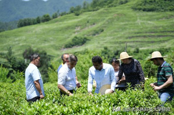 陕西“洋博士”：留学7年“学种地”，走红新华社、人民日报