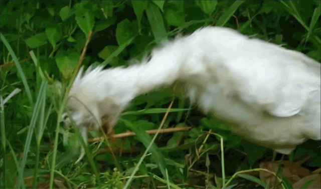 BBC得多有钱?为*窥偷**愣是做了一堆超逼真假动物,真实到被求交配