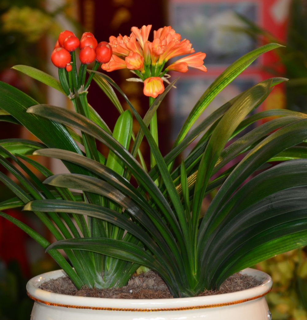 浇水过多死的植物,最容易浇死的6种花