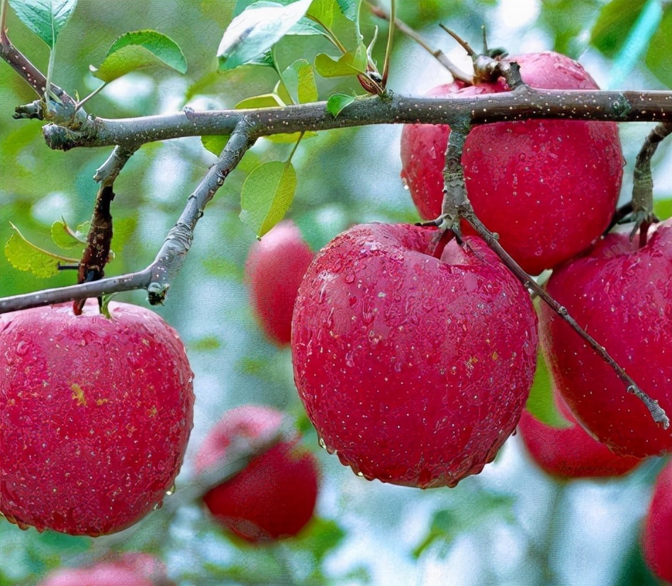 这11种盆景树在我国特别流行,国外盆景树种