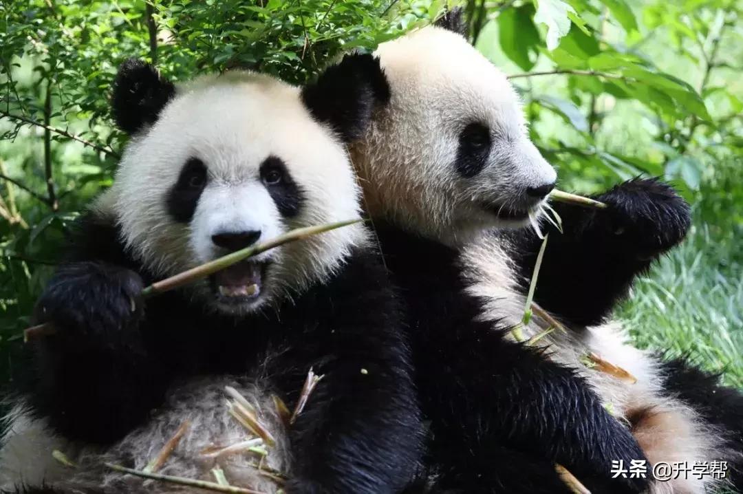 成都五一不限行的温馨提示 (成都五一车辆限行情况)