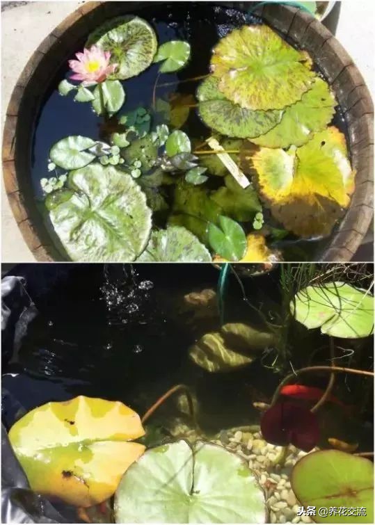 庭院水池最简单最省钱制作,庭院水池小摆设