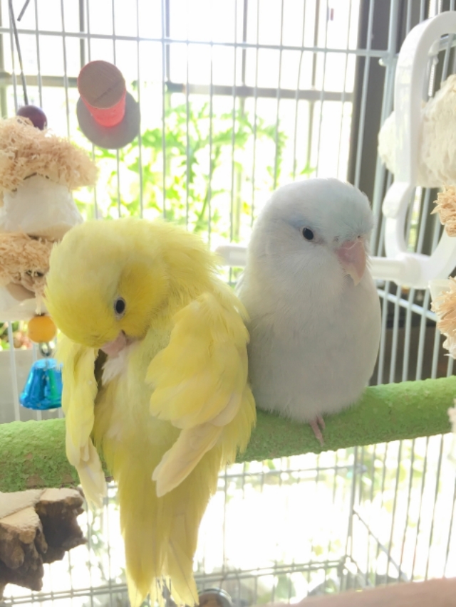 鹦鹉脂肪瘤和卡蛋区别,鸟类尾脂腺的作用