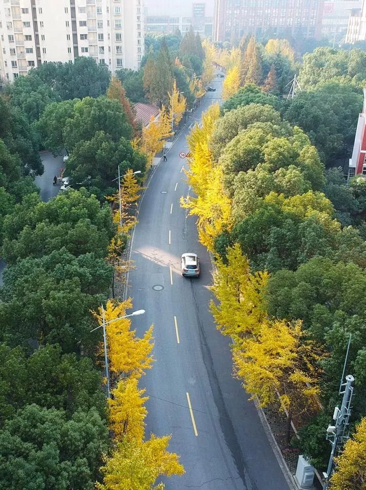上海银杏叶打卡的地方,上海周边哪里有银杏叶