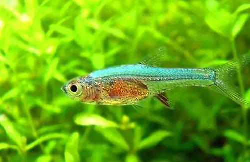 灯鱼草缸造景教程,草缸造景养什么鱼