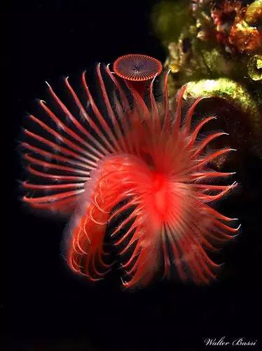 五彩斑斓的海底,五彩缤纷的海底世界介绍