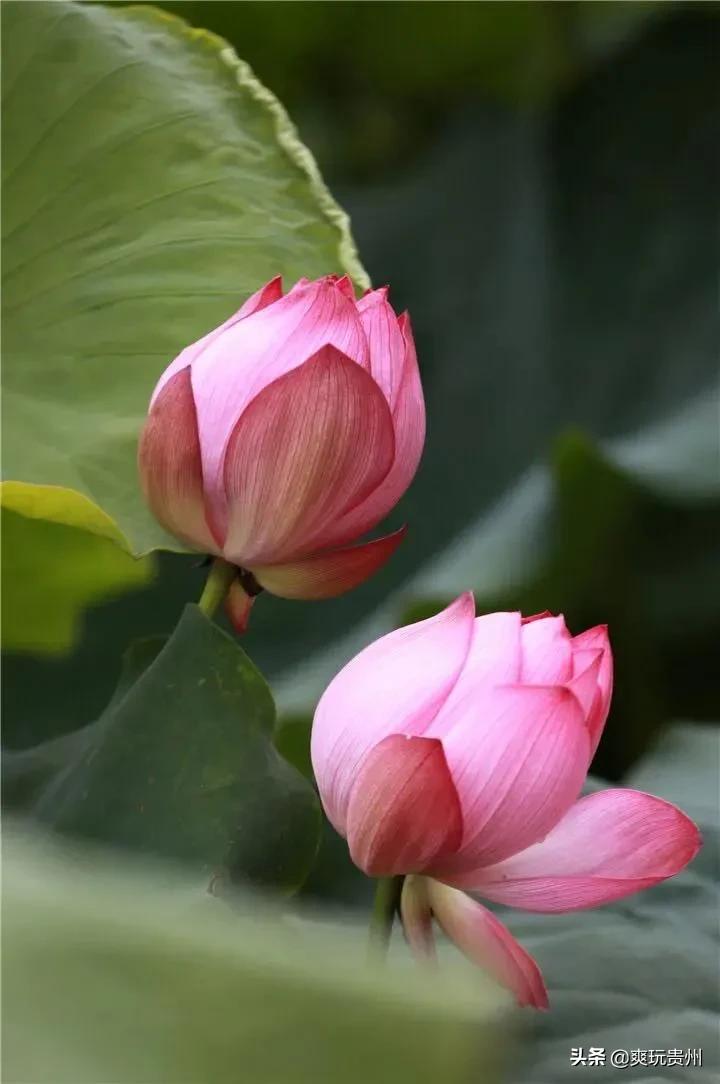 荔波洪江艺术村介绍,荔波洪江村开发区