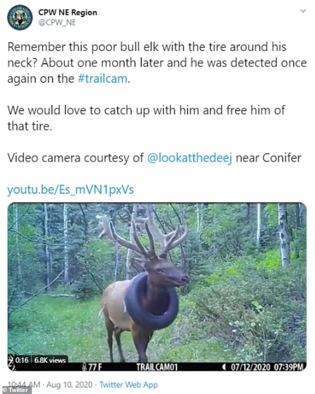 麋鹿美国,美国野生麋鹿套轮胎