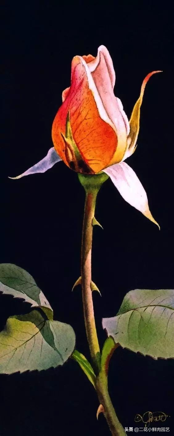 100种花卉绘画,100多张花卉线描手稿素材赶快收藏