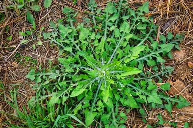 制作清明粿的野菜叫什么,清明节习俗做粿潮汕