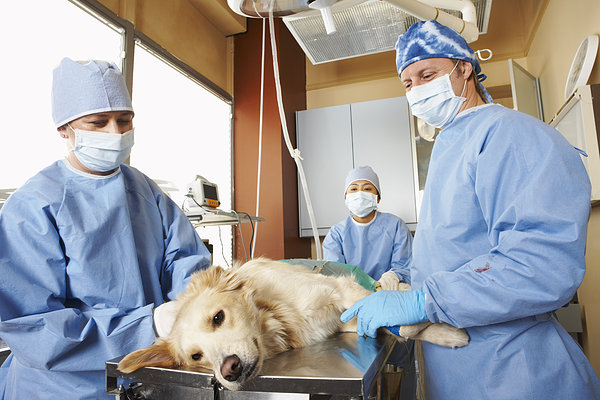 狗狗怀孕了怎么办？别怕，这样做准没错！