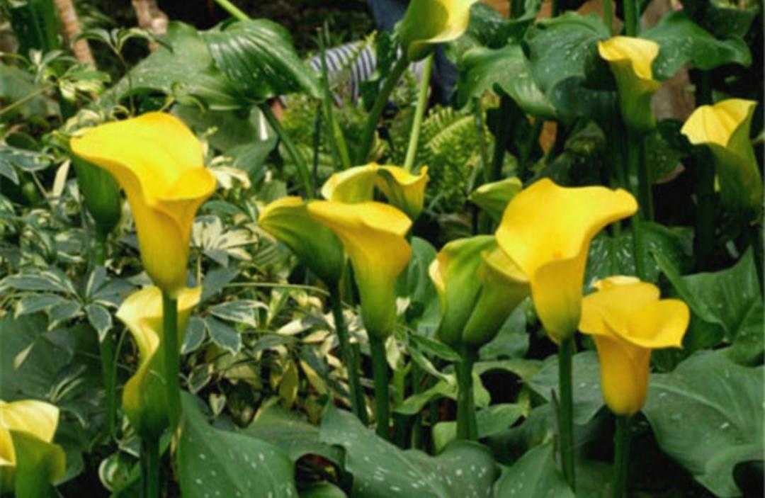 黄花马蹄莲叶子形状,红黄花马蹄莲图片