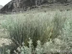新疆的特殊植物,新疆戈壁上常见的植物