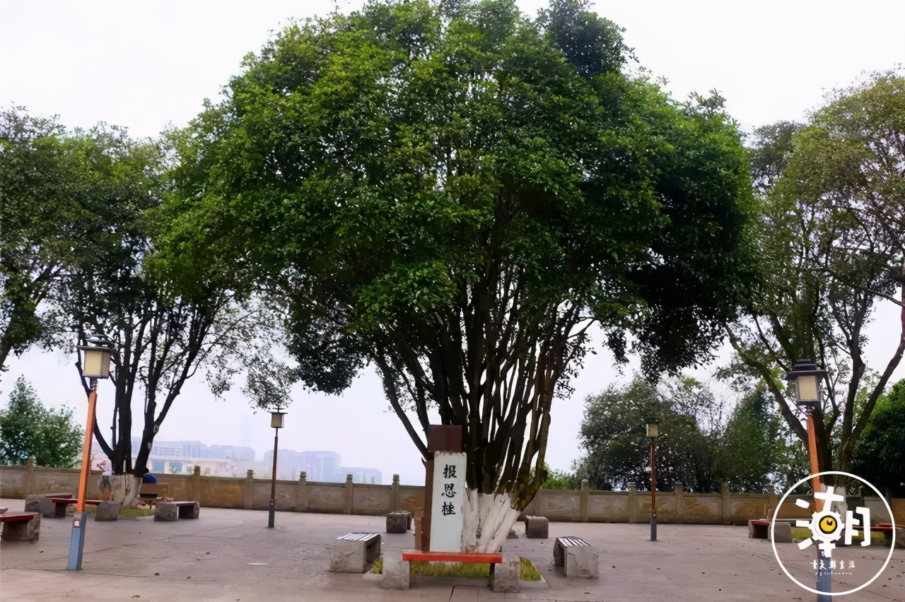 重庆风景优美的旅游地免费,重庆风景好的地方三天自驾游