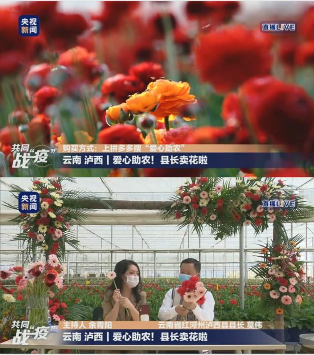 战疫助农县长,云南县长爱心助农直播带货