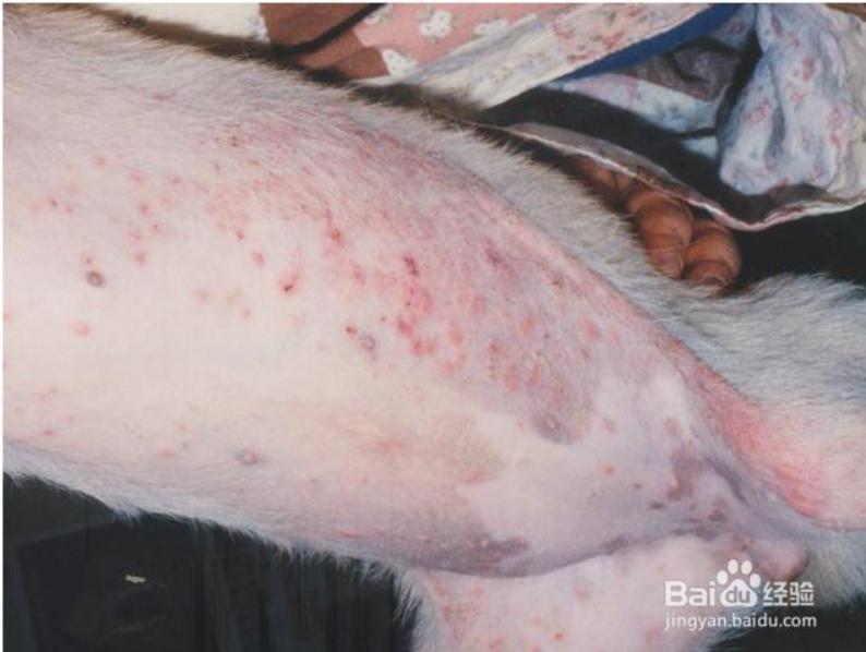 狗狗常见脚部皮肤病及治疗方法图,狗狗严重皮肤病治疗最佳方法