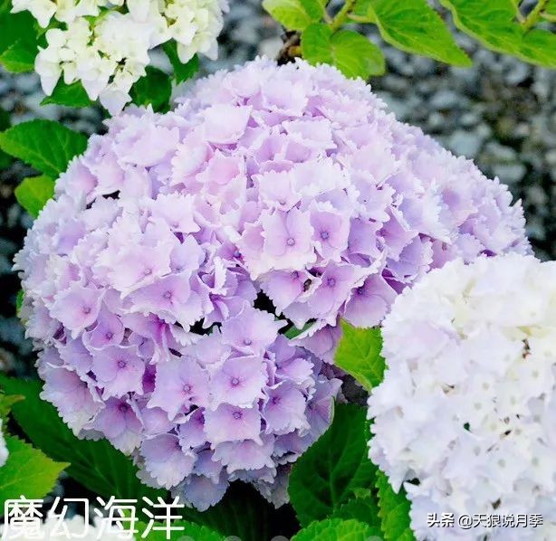 绣球季家里不缺花，全场8折迎初夏