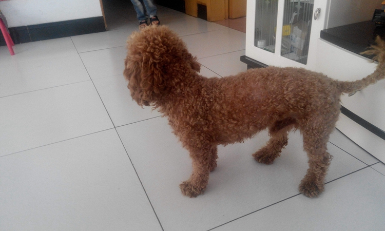 泰迪有寄生虫的表现,泰迪警惕