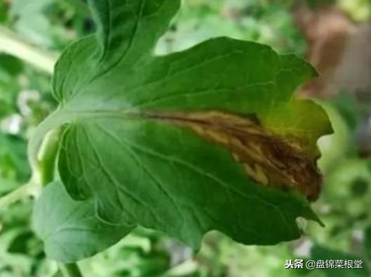 番茄灰霉病控制住,灰霉病番茄能吃吗