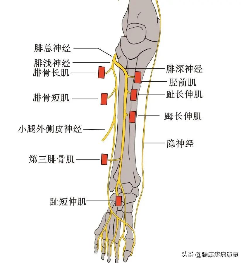 小腿疼痛的原因和治疗原则图片,脚小腿肌肉疼痛是什么原因