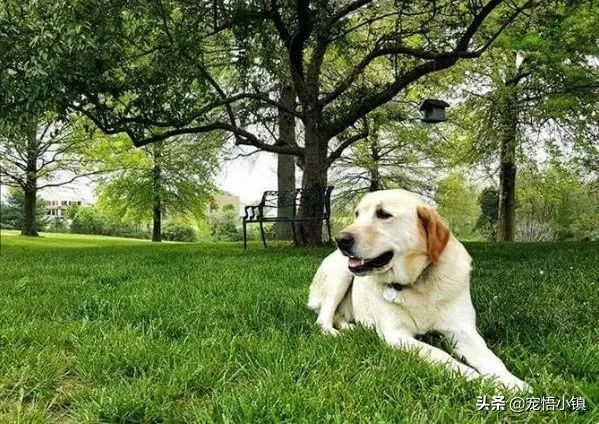 狗狗丢了用什么灵异方法找回来,狗狗丢了怎么找回流浪狗
