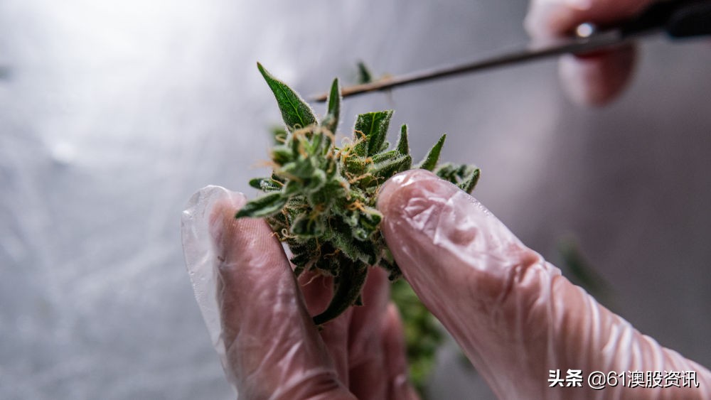 全球工业*麻大**行业简况