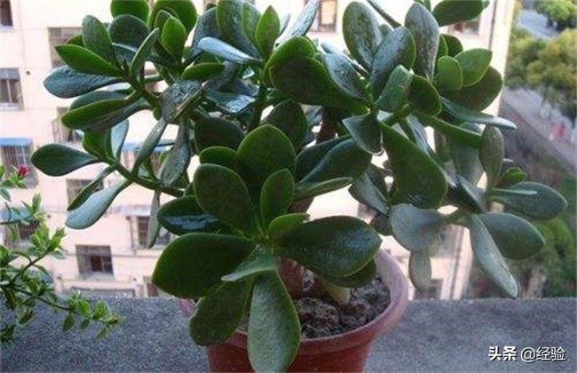 玉树叶子掉完了怎么补救,玉树的叶子上长黑斑一片片掉落