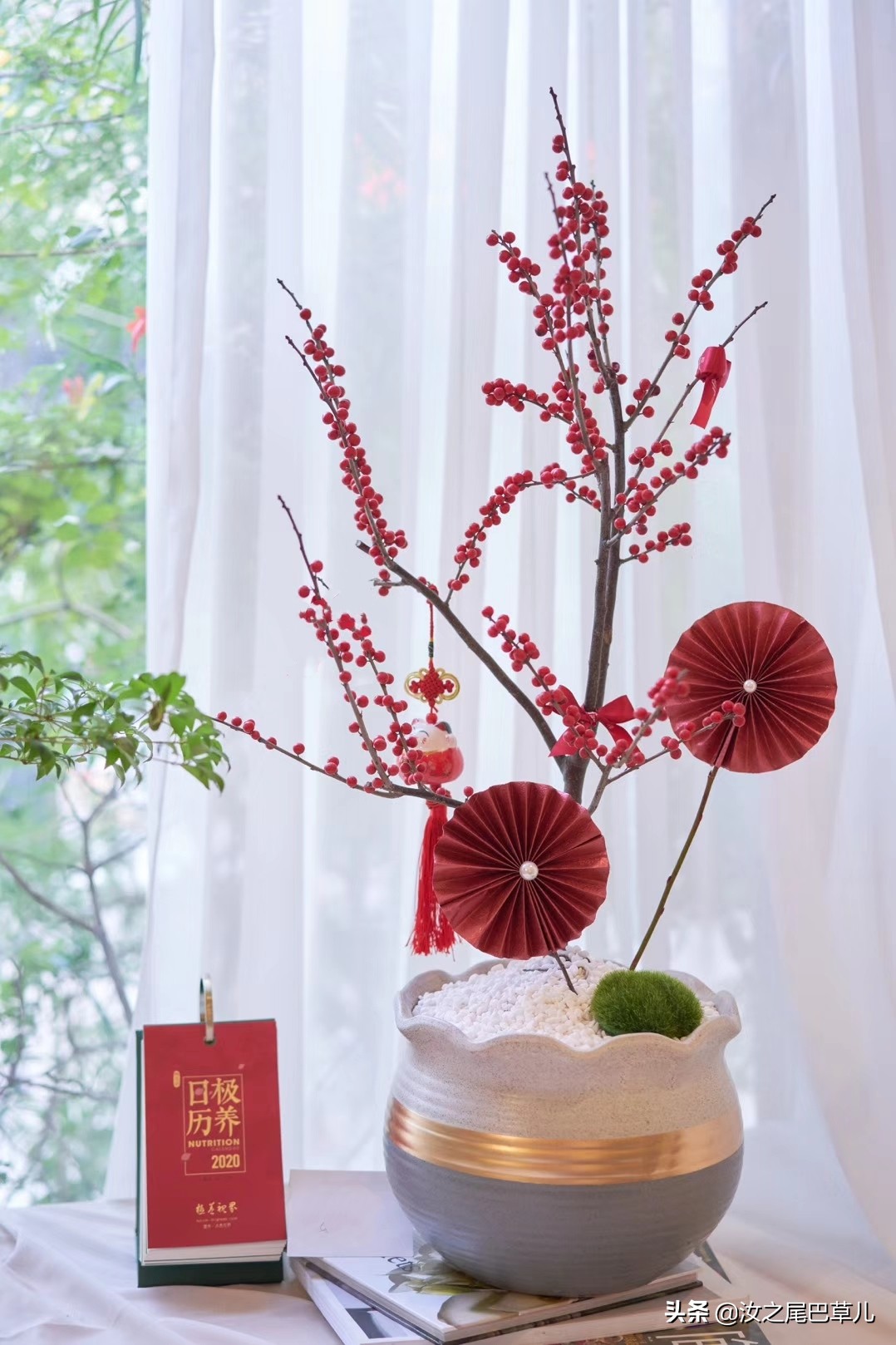 过年最受欢迎的花,北美冬青和金玉珠的区别