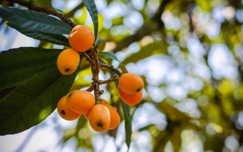 五月枇杷黄似橘诗句,五月枇杷黄似橘原文