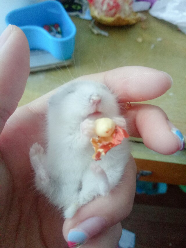 养仓鼠的注意事项和必备物品,养仓鼠的注意事项和常识图片