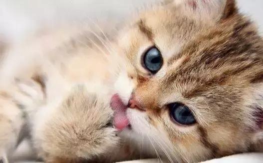 猫咪黑下巴红霉素和凡士林用多少,猫咪黑下巴抹红霉素软膏还是眼膏