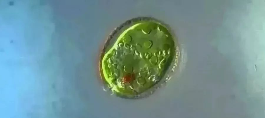 水中常见的绿藻,列举哪些常见藻类是绿藻