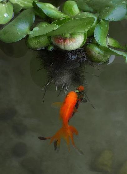 金鱼为什么养着养着就变了颜色,金鱼怎么养才能越来越红