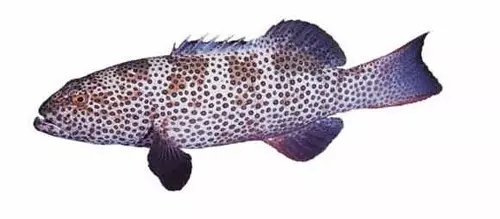 目前最顶级的海鲜鱼,世界上最顶级的海产鱼类