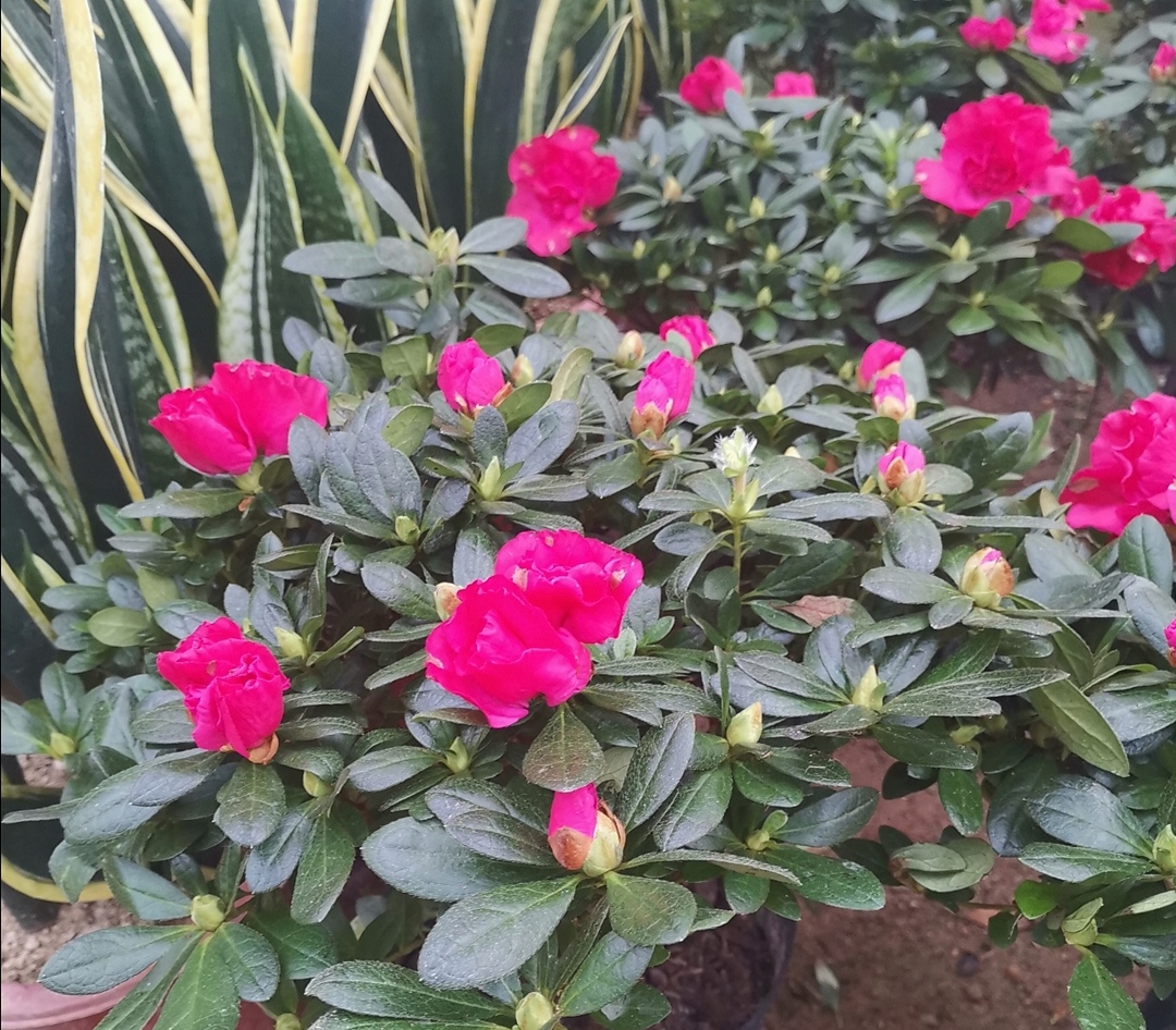 杜鹃怎么养护喜不喜欢太阳,怎样才能让杜鹃多开花